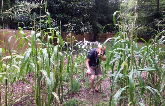 Jim Knight, growing flint maize in his garden, summer of 2014.