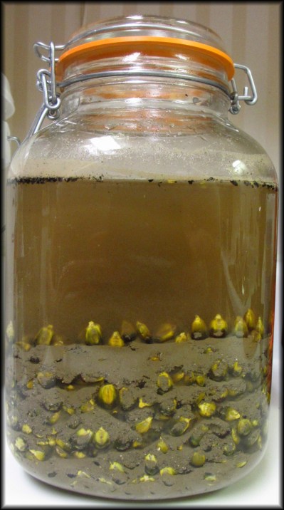 Kernels soaking overnight in a solution made from woodash.