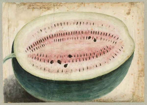 Philip Georg Friedrich von Reck's 1736 watercolor of a watermelon, the inspiration for my poster!